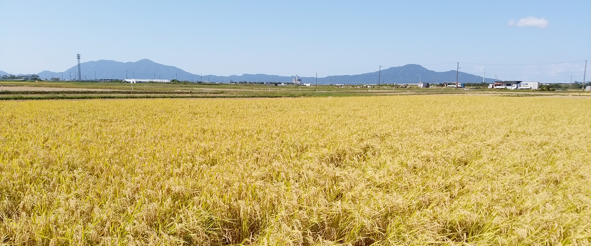 お米のことなら丸山ライスビジネス